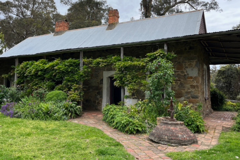 An image of Schwerkolt Cottage, a historic stone cottage with a corrugated iron roof and a verandah. There is a wisteria vine covering the front of the cottage with lots of green foliage. There is a red brick path surrounding the cottage. 